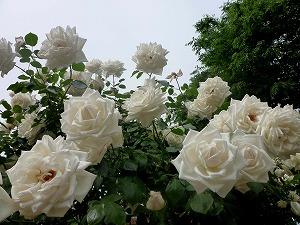 20120520(11).jpg