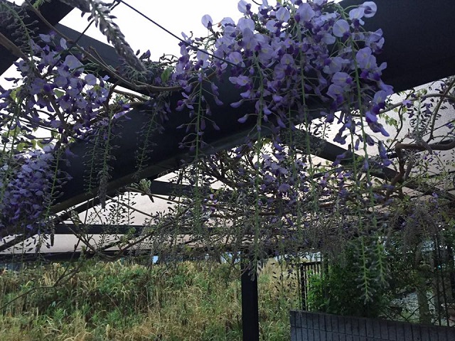 藤4月8日.jpg
