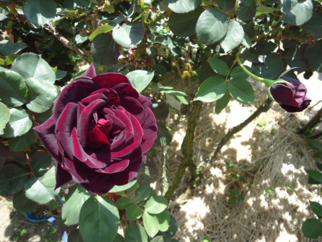 DSC01292.JPG