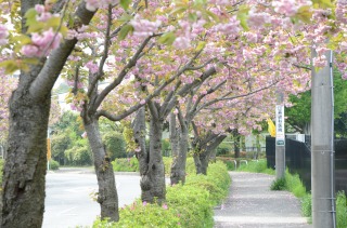 2012八重桜1