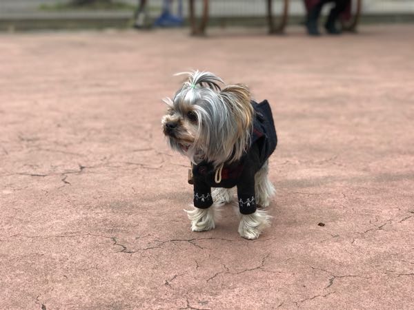 駒沢公園へ遊びに行ってきました こまちと悩む日々の生活 楽天ブログ