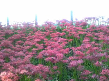 曼珠沙華7.jpg