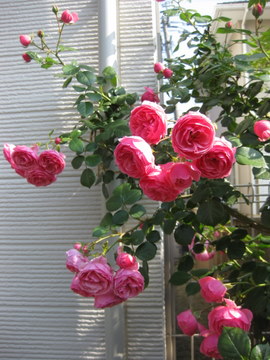 画像 4812.jpg