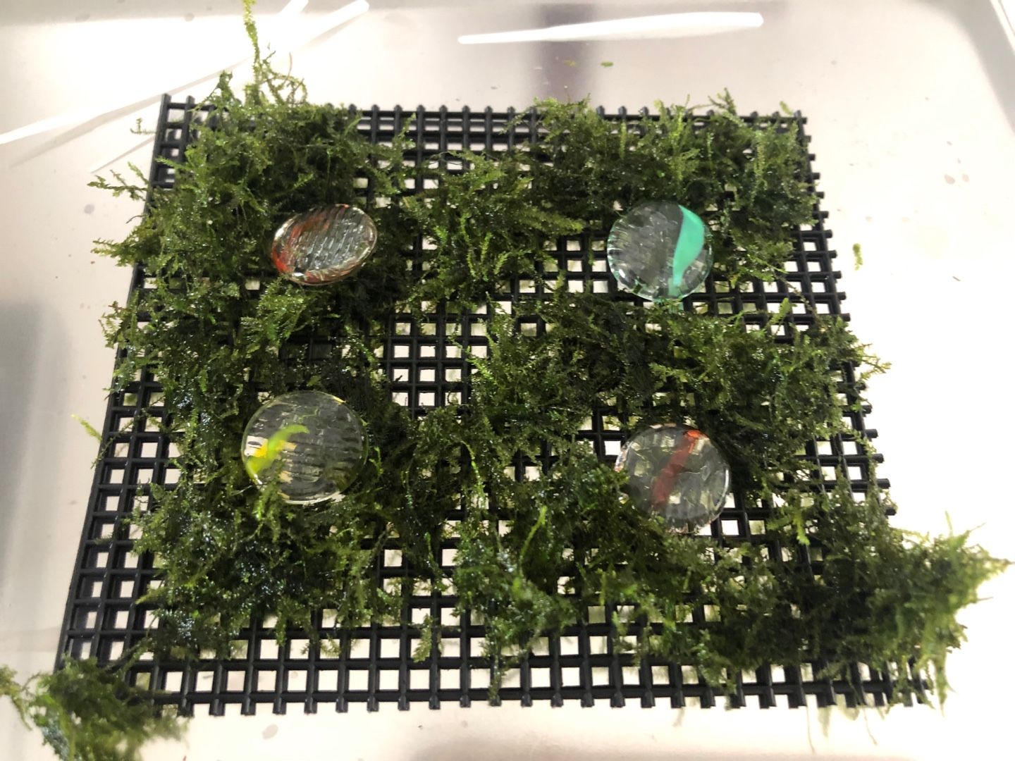 モスマット自作 やしかんブログ 楽天ブログ