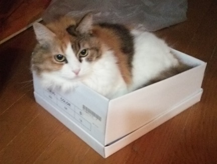 みしぇる.JPG