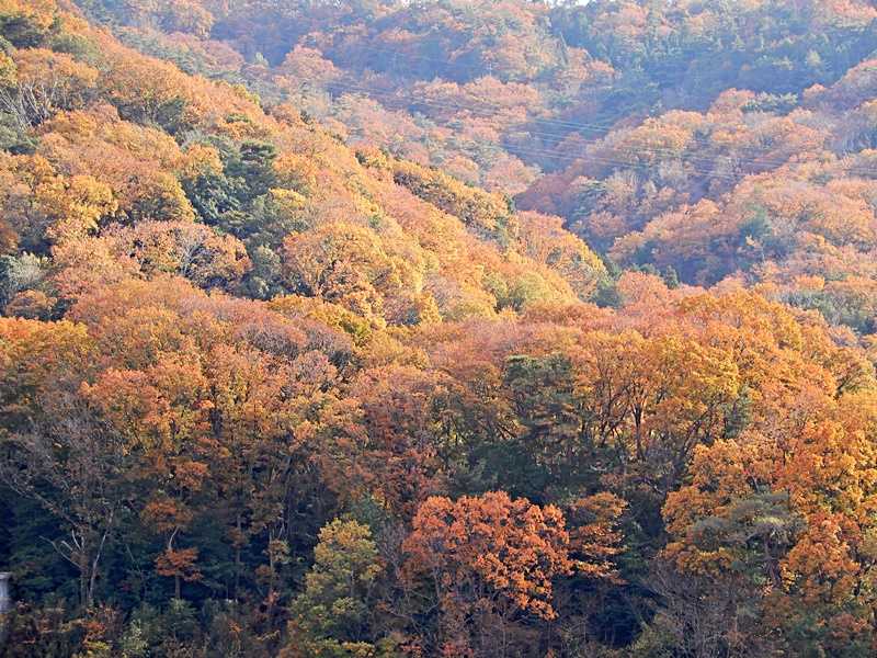 山の紅葉11月