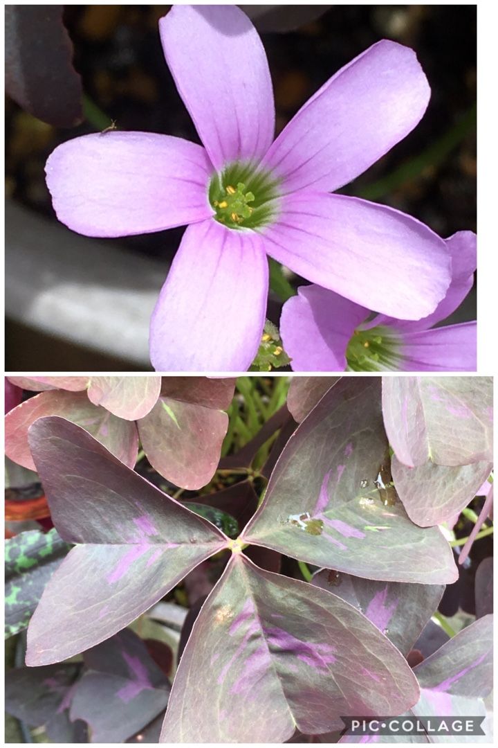 7月のオキザリス Kimi Teaの花日記 楽天ブログ