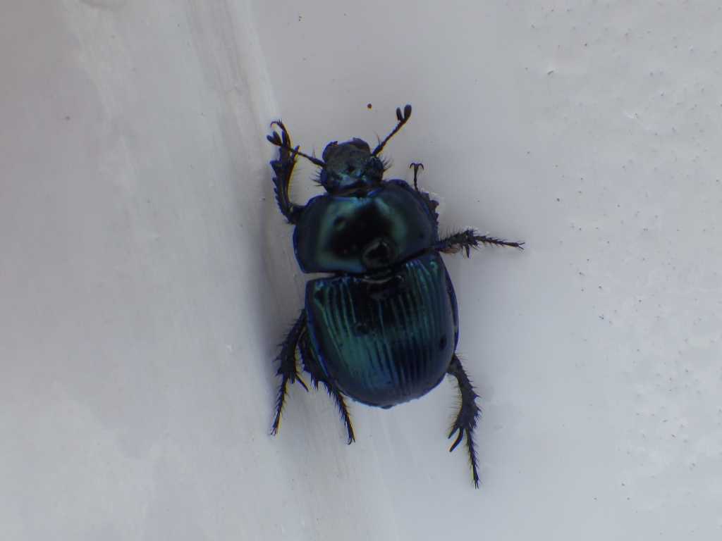 串本磯採集2018年7月下旬15　オオセンチコガネ（Phelotrupes auratus）