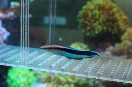 2015_0725ﾎﾝｿﾒﾜｹﾍﾞﾗ捕獲0016.JPG