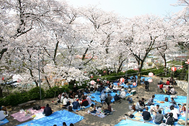 ウエノ公園桜.jpg