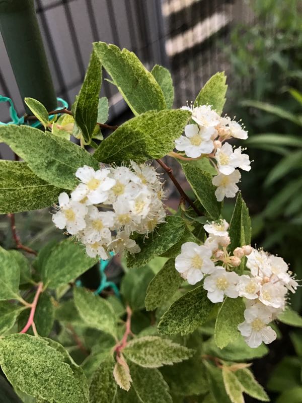 班入りコデマリピンクアイス にじ つきのブログ 楽天ブログ