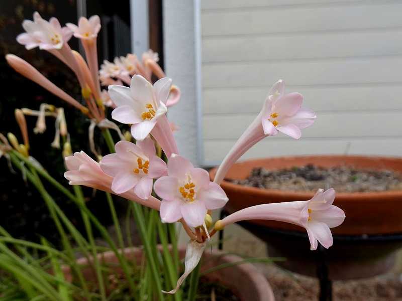 21年01月19日の記事 Gazengamaのブログ 散歩中に出合った花と趣味の陶芸作品 楽天ブログ