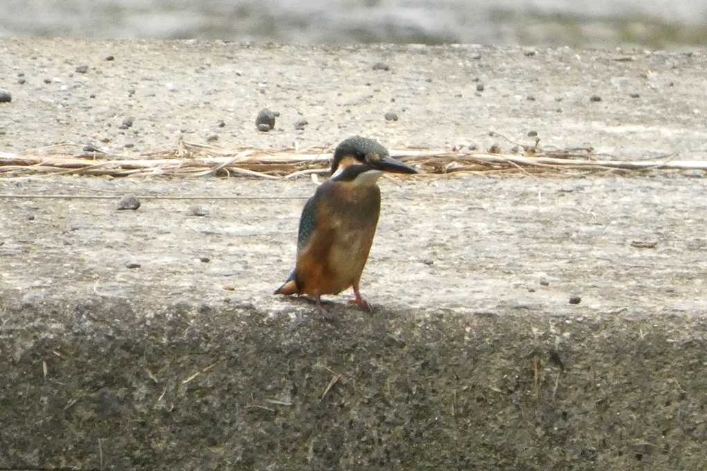 515