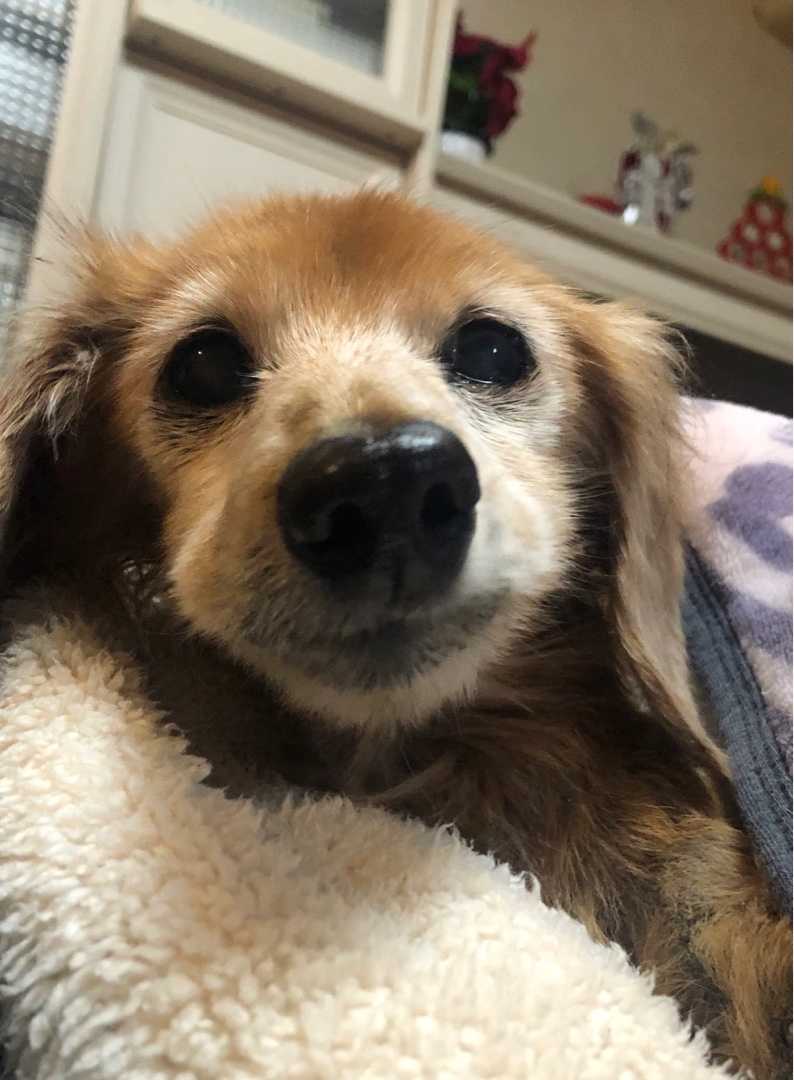 対決 あくびな毎日 楽天ブログ