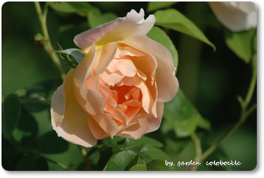 コンテ・ドゥ・シャンパーニュ