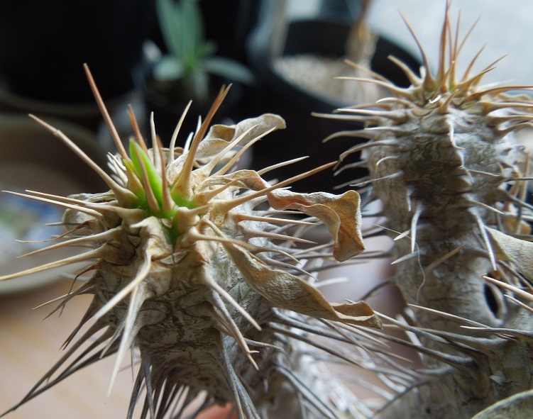 ギラウミニアナ6-4-2