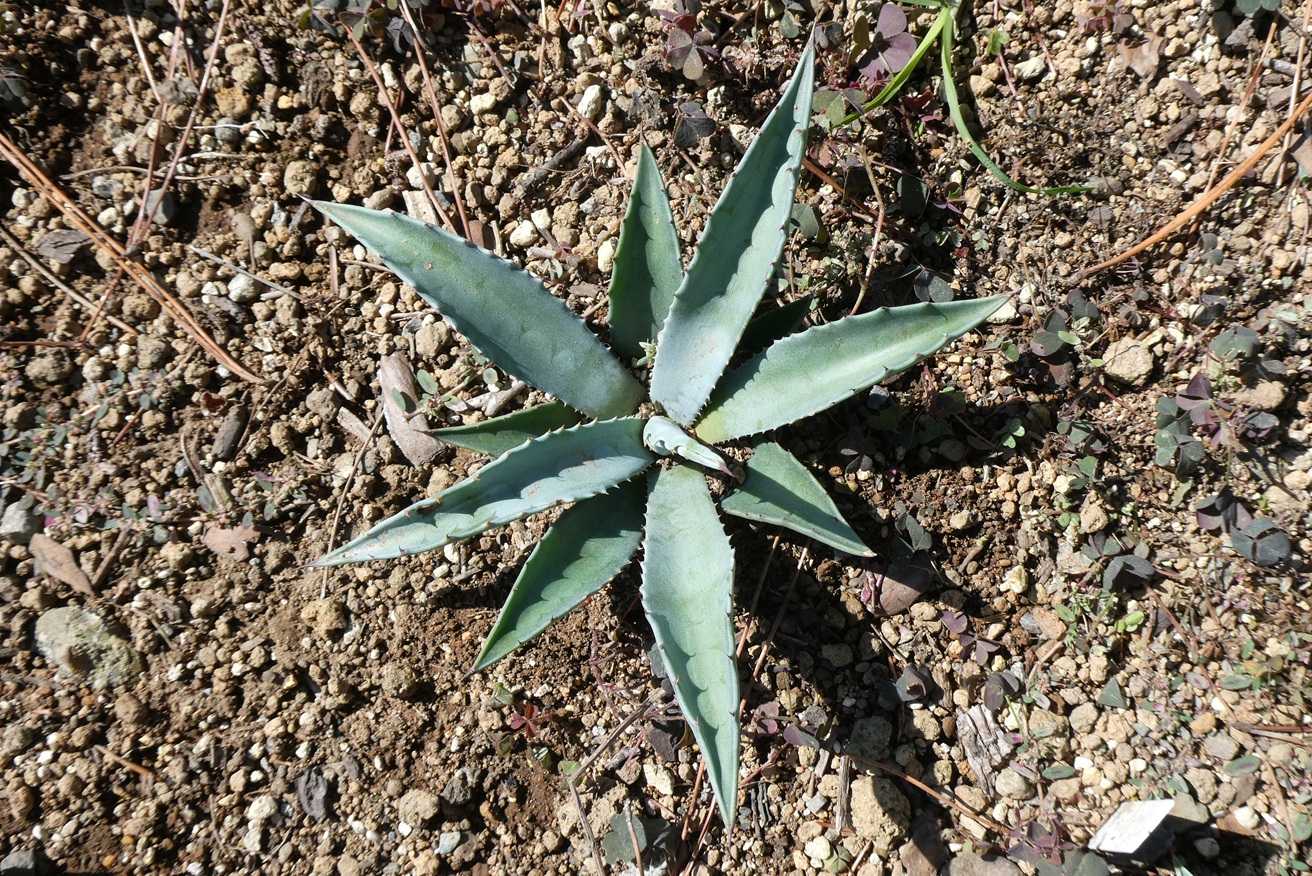 Agave アガベ　サルミアナ フェロックス ベルビル 一年でここまで成長のベルビル😎 まだ本気出してないので今