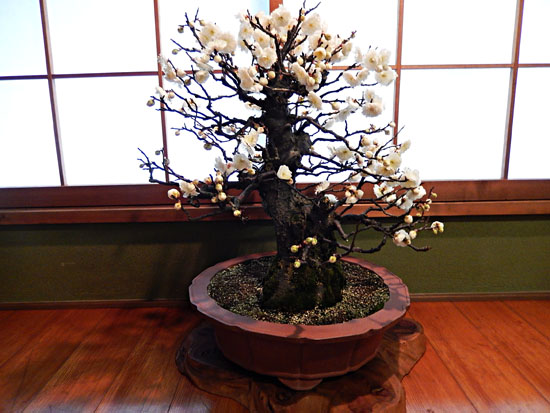 梅２