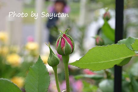 ラレーヌヴィクトリア