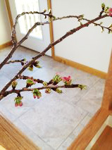 cherry03.jpg