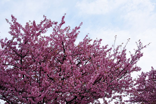桜５