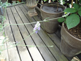 DSC01619.jpg