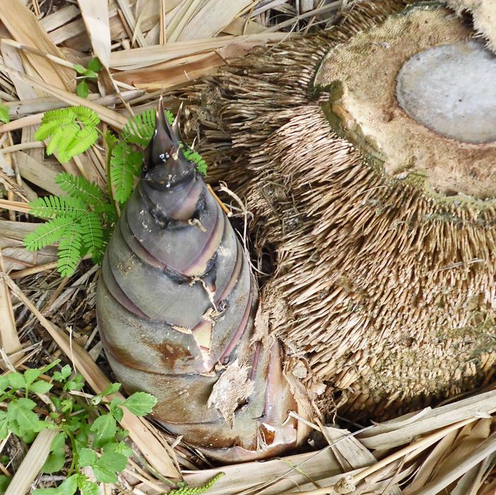 バンブーハウス 沖縄 熱帯花木 ジャイアントバンブー(こと巨竹) | 沖縄