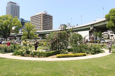 中之島公園のバラ園