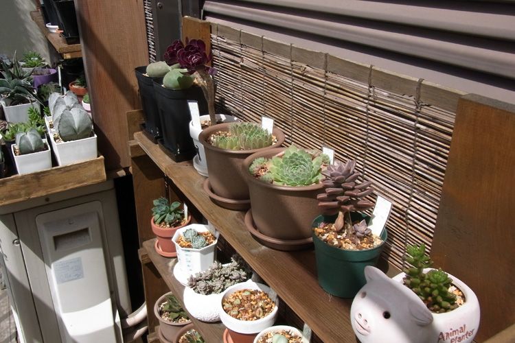 配置について悩む 多肉のベランダ園芸メモ 楽天ブログ