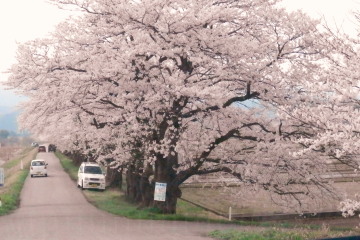 塩の千本桜　4.9　2　2015