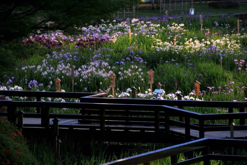 菖蒲園_002.jpg
