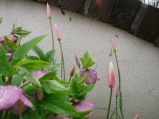 P1280158ss.jpg