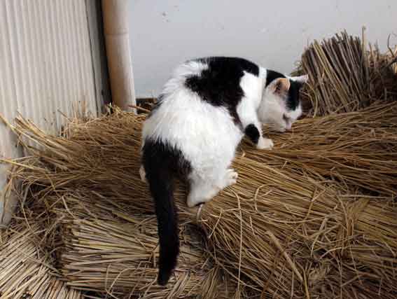 我が家のニャンコ♪2014/01/21-3