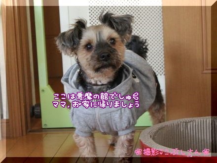 こぶし１.jpg