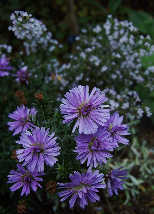 DSC_0021.JPG