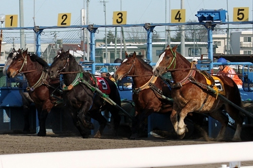 ばんえい競馬