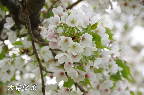 浜離宮恩賜庭園にて