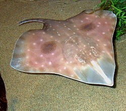 250px-Big_skate_seaworld.jpg