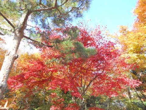 2012-11 常寂光寺の紅葉.jpg