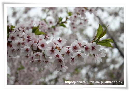 2013桜2