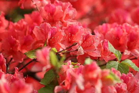 船窪つつじ公園-06