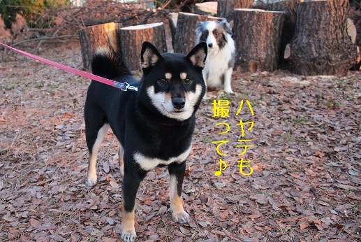 チーズ