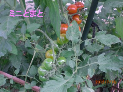 ミニトマト