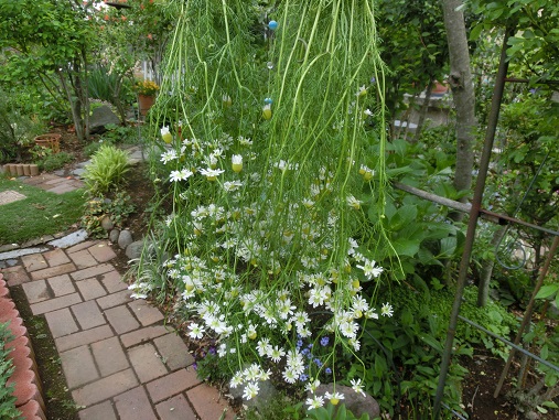 カモミールドライ