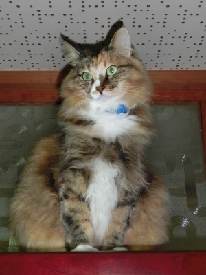 CIMG0091 (300x400).jpg