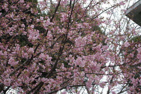 河津桜