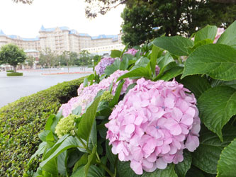 Flower98