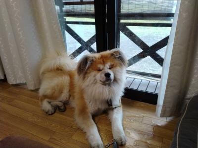 秋田犬 長毛 ゴン太のブログ 楽天ブログ