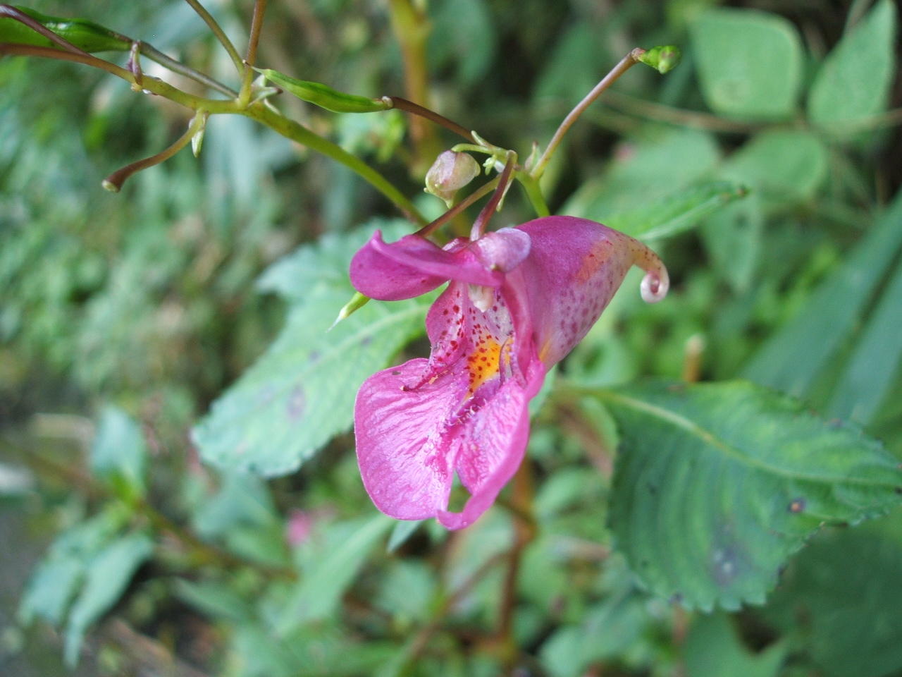 印象のデザイン コピー誌 二十面相画報 施療院島 小原愼司 石黒正数 二十面相の娘 Lacistitis Es