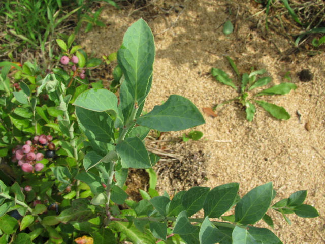 シュートの切り詰め